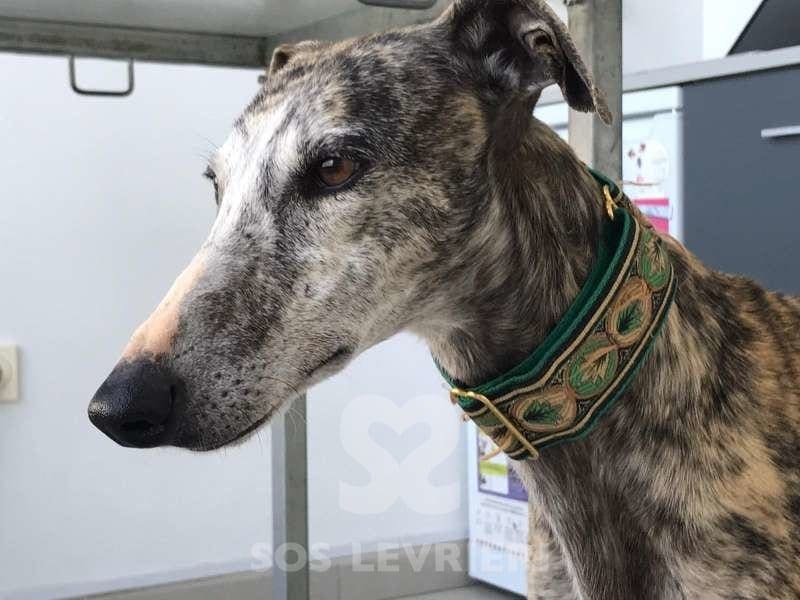 Laura 2 Galgo in adozione