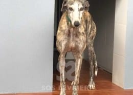 Laura 2 Galgo Levriero in adozione