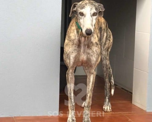 Laura 2 Galgo Levriero in adozione