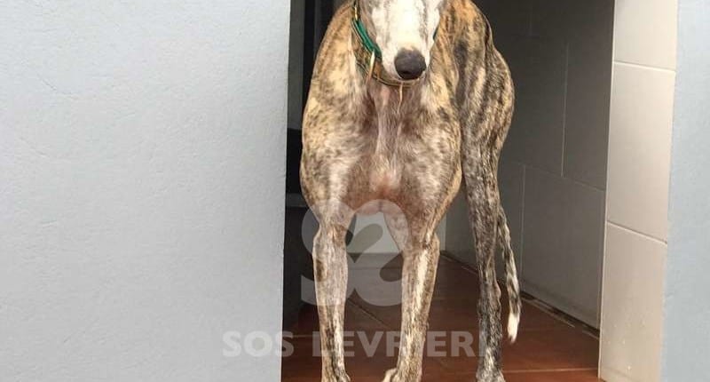 Laura 2 Galgo Levriero in adozione