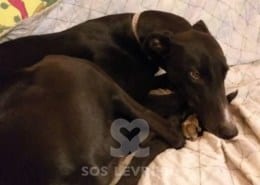 Lucky Greyhound