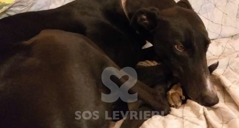 Lucky Greyhound
