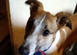Marcia Greyhound