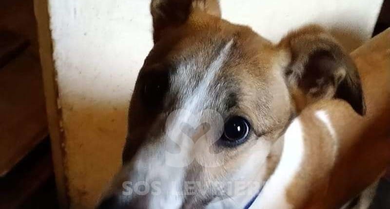 Marcia Greyhound