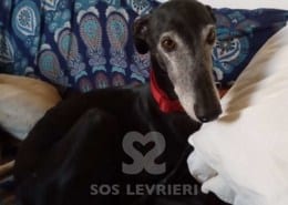 Martino Galgo Levriero in adozione