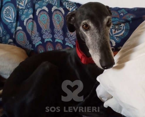 Martino Galgo Levriero in adozione