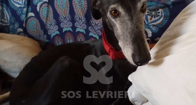 Martino Galgo Levriero in adozione