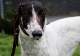 Mishka Greyhound