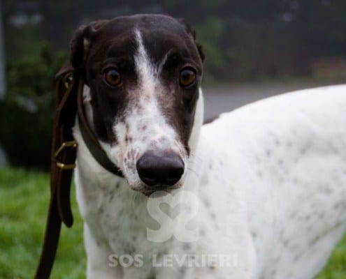 Mishka Greyhound