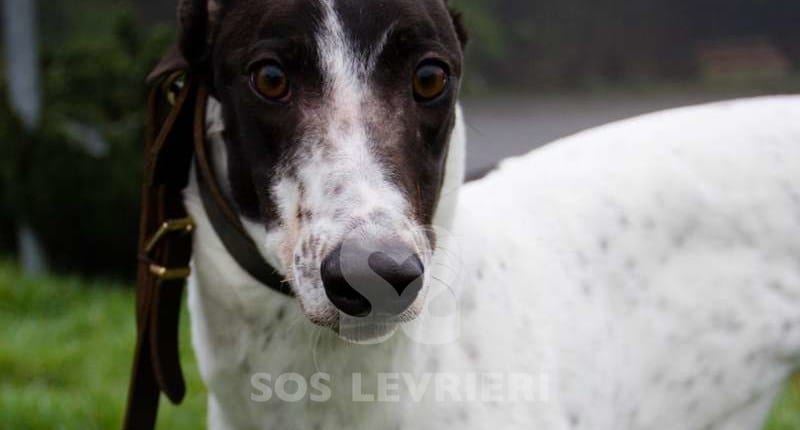 Mishka Greyhound