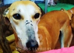 Ninfa Galgo