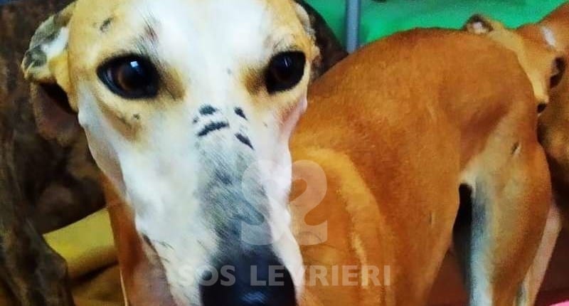 Ninfa Galgo
