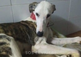 Noa 2 Galgo