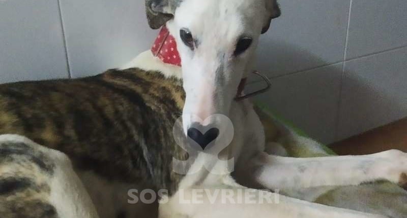 Noa 2 Galgo