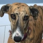 Nora2-Galgo