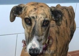 Nora2-Galgo