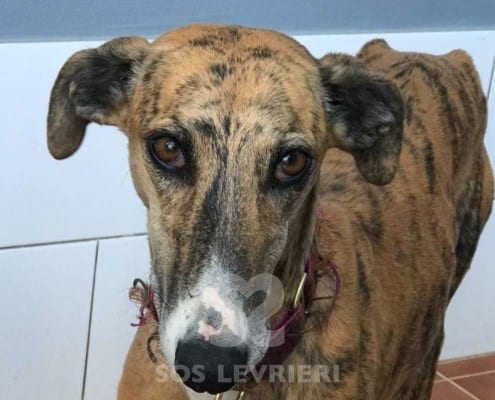 Nora2-Galgo