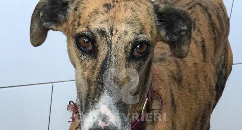 Nora2-Galgo