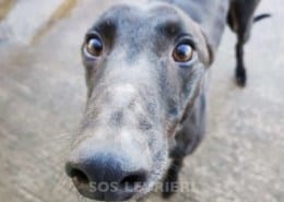 Oreo 2 Greyhound