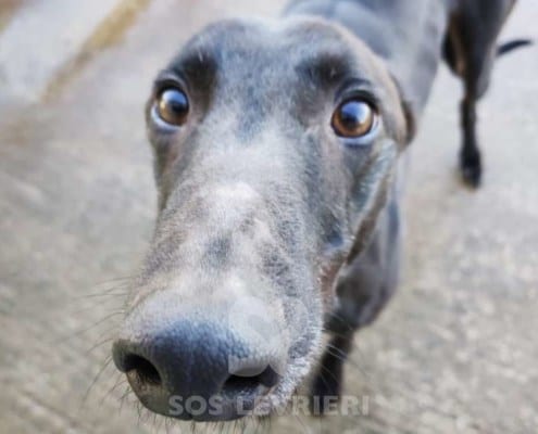 Oreo 2 Greyhound