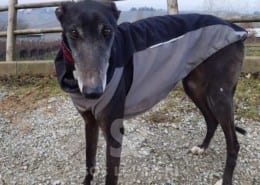 Pa 2 Greyhound