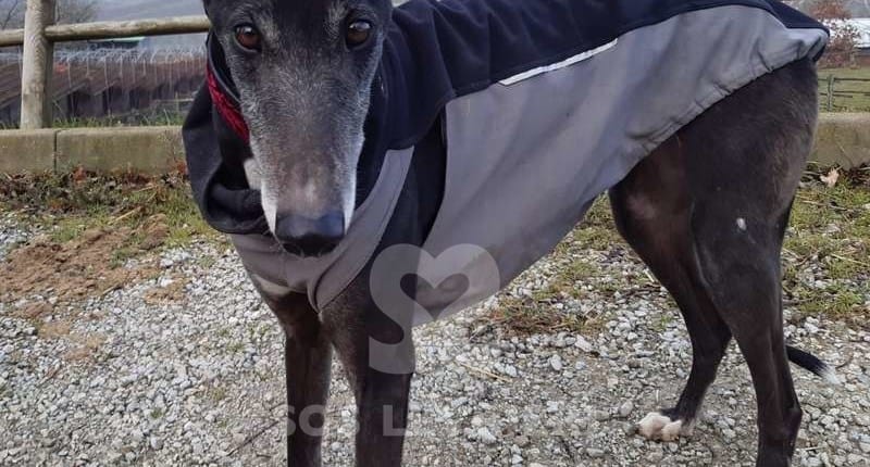 Pa 2 Greyhound