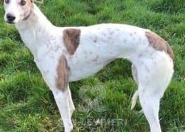 Pickles Greyhound