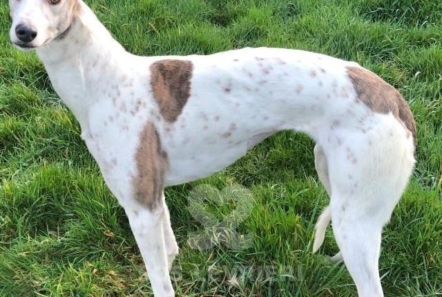 Pickles Greyhound