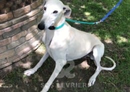 Piffo Galgo