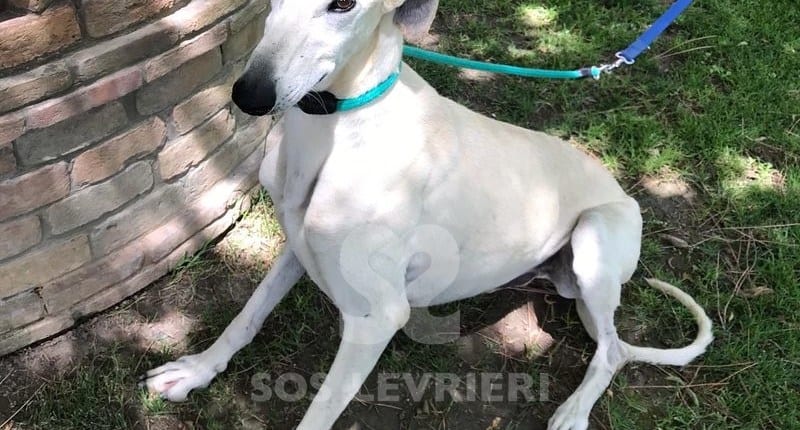 Piffo Galgo