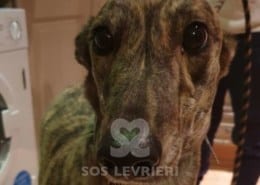 Rosie 6 Greyhound Levriero in adozione