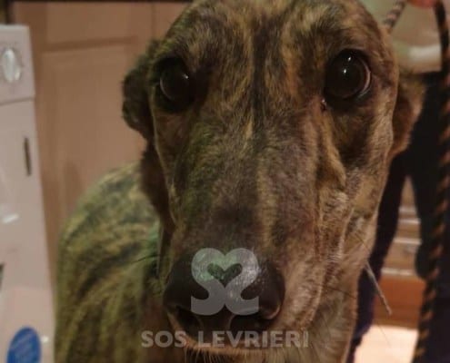 Rosie 6 Greyhound Levriero in adozione