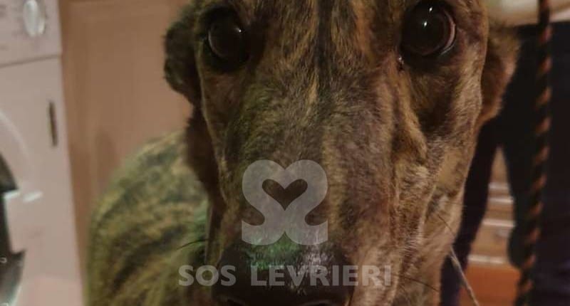 Rosie 6 Greyhound Levriero in adozione