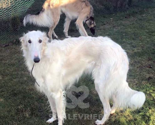 SOS Levrieri Fratelli Borzoi appello