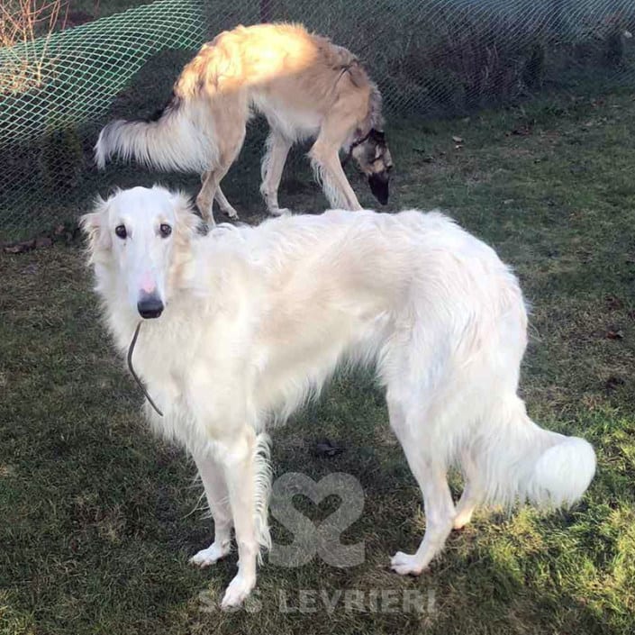 SOS-Levrieri_Fratelli-Borzoi_appello SOS Levrieri Fratelli Borzoi appello