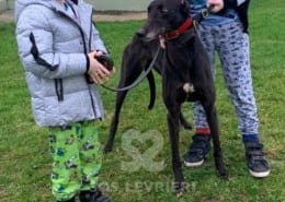 Tee Greyhound