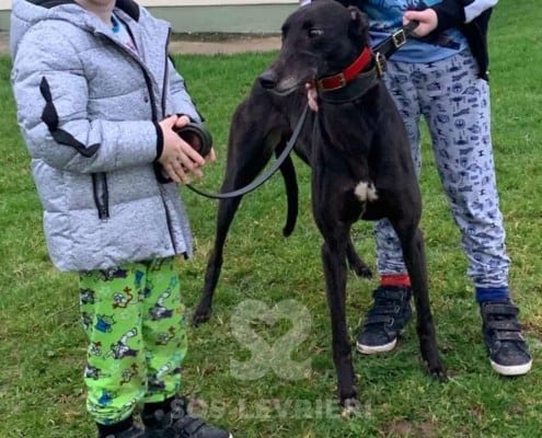 Tee Greyhound