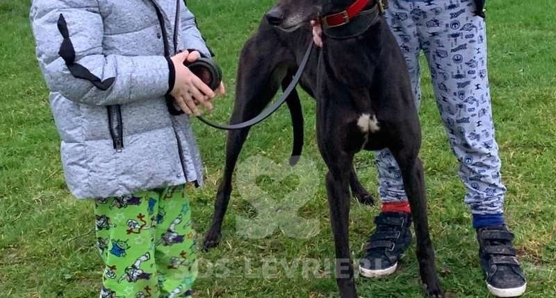 Tee Greyhound