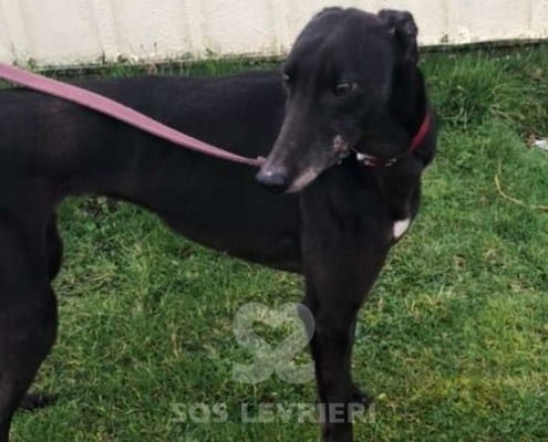 Tee Greyhound Levriero in adozione