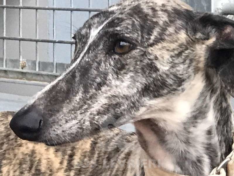 Tina 2 Galgo