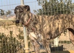 Tina 2 Galgo