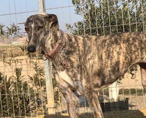 Tina 2 Galgo