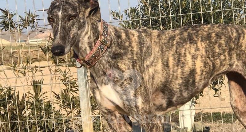 Tina 2 Galgo