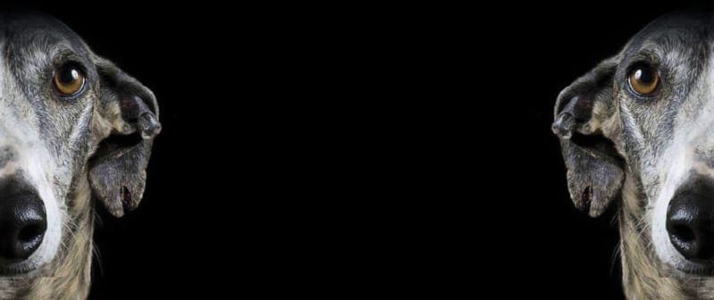 SOS Levrieri - Greyhound - Galgo - Adozioni Levrieri