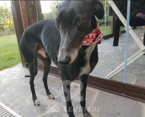 Ebano Galgo