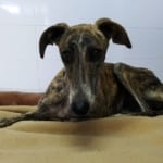 Athenea Galgo