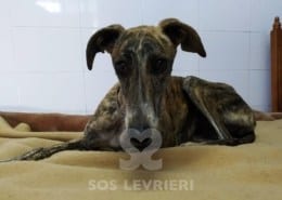 Athenea Galgo