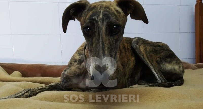 Athenea Galgo