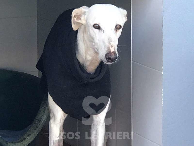 Cobra - Galgo