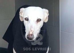 Cobra - Galgo